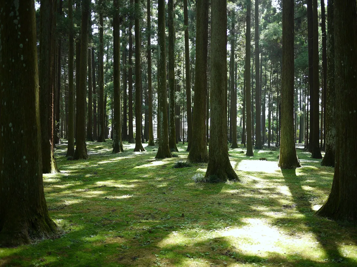 Moss and cedars in the Zuiganji grounds on a private Matsushima oyster tour