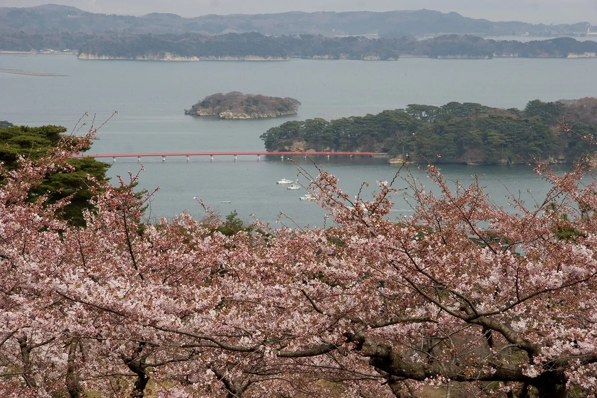 Cherry blossom over Matsushima Bay from Saigyo Modoshi no Matsu park in April